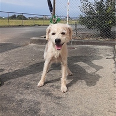 迷い犬（令和7年9月25日保護分）