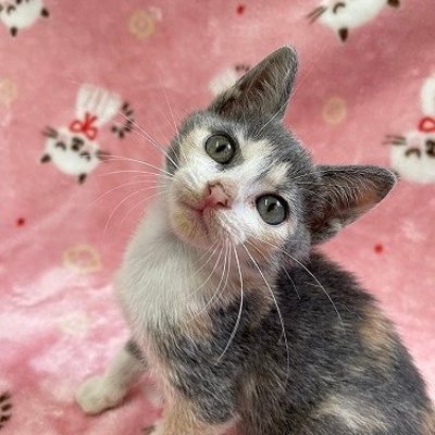 北九州市保健福祉局保健医療部動物愛護センターB25063