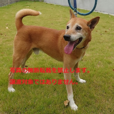 保護犬猫番号：7002