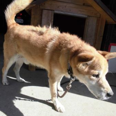 大牟田市動物管理センター（10月13日保護分）