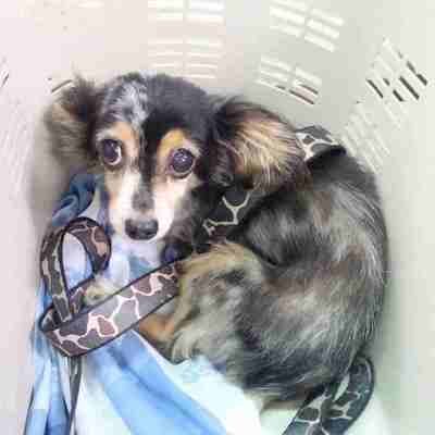 東部動物愛護管理センターd1825