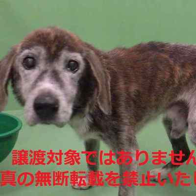 保護動物番号：7003