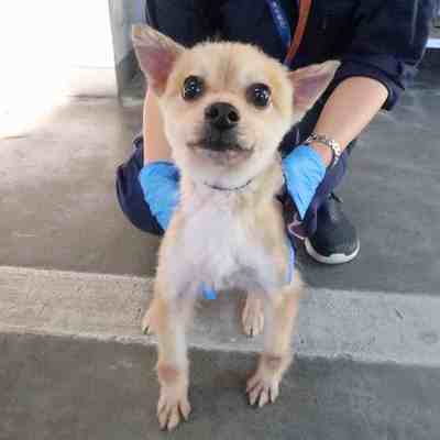 東部動物愛護管理センターd1826