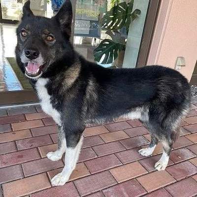 北九州市保健福祉局保健医療部動物愛護センターA25079