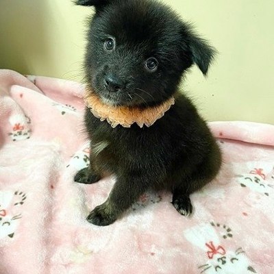 北九州市保健福祉局保健医療部動物愛護センターA25097