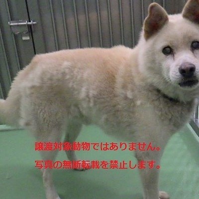 保護動物番号：7004