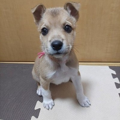 北九州市保健福祉局保健医療部動物愛護センターA25087