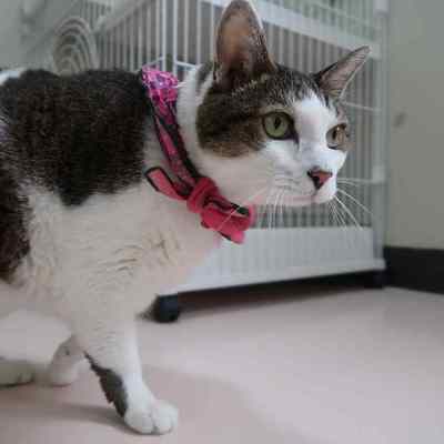 東部動物愛護管理センターc4833