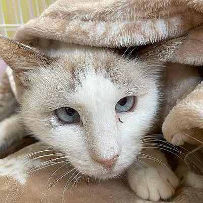 北九州市保健福祉局保健医療部動物愛護センターB25064