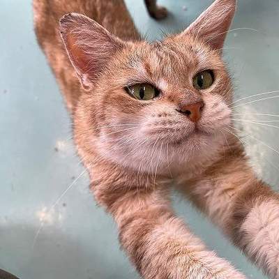 北九州市保健福祉局保健医療部動物愛護センターB25043