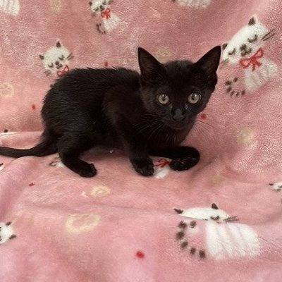 北九州市保健福祉局保健医療部動物愛護センターB25037