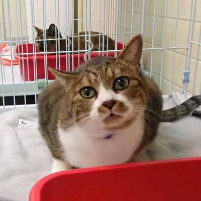 東部動物愛護管理センターc4851