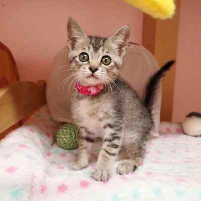 東部動物愛護管理センターc4844