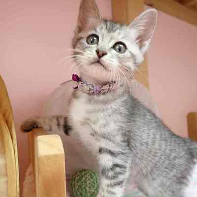 東部動物愛護管理センターc4845