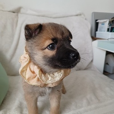 北九州市保健福祉局保健医療部動物愛護センターA25102