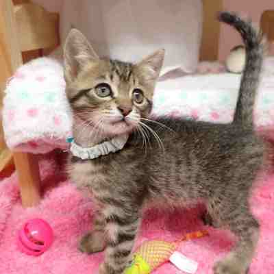 東部動物愛護管理センターc4843