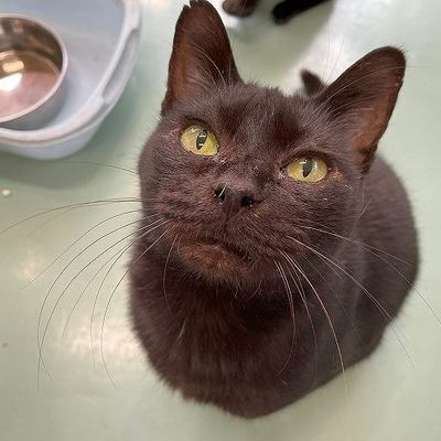 北九州市保健福祉局保健医療部動物愛護センターB25080