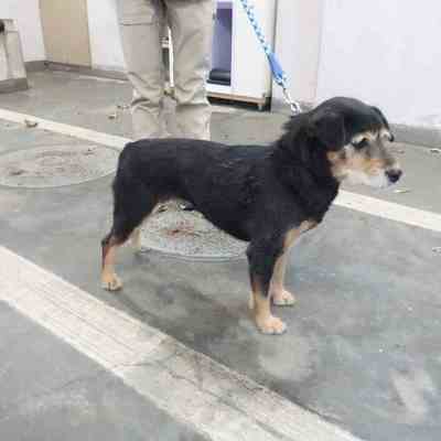 東部動物愛護管理センターd1833