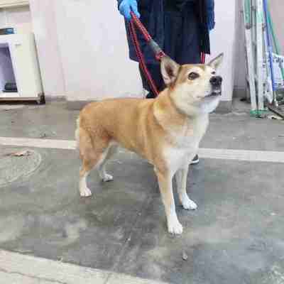 東部動物愛護管理センターd1832