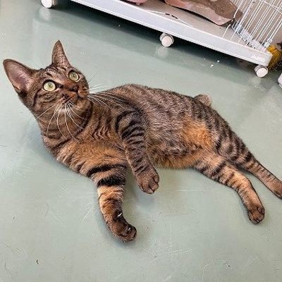 北九州市保健福祉局保健医療部動物愛護センターB25004