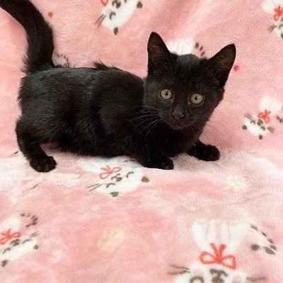 北九州市保健福祉局保健医療部動物愛護センターB25087