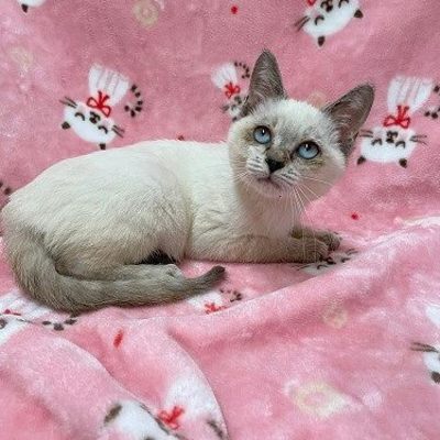 北九州市保健福祉局保健医療部動物愛護センターB25086