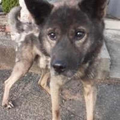 迷い犬（令和７年１２月１日保護分）