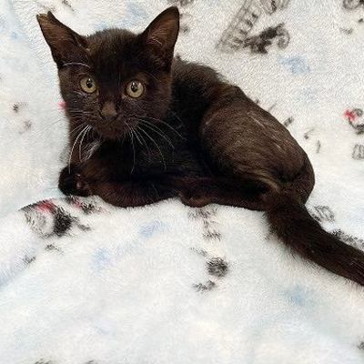 北九州市保健福祉局保健医療部動物愛護センターB25077