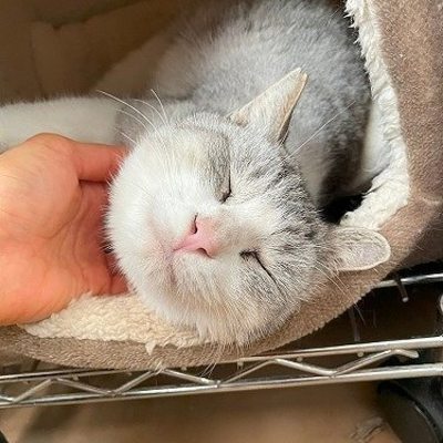 北九州市保健福祉局保健医療部動物愛護センターB25085