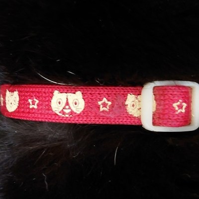 保護動物番号：7005　収容日：令和7年12月9日（火曜日）