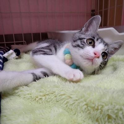 東部動物愛護管理センターc4846