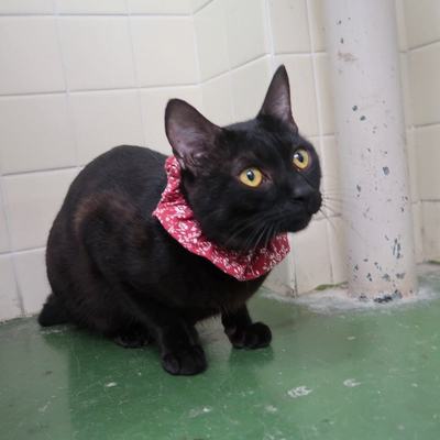 東部動物愛護管理センターc4839