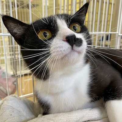 北九州市保健福祉局保健医療部動物愛護センターB25002