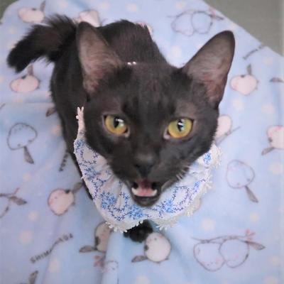 東部動物愛護管理センターc4837