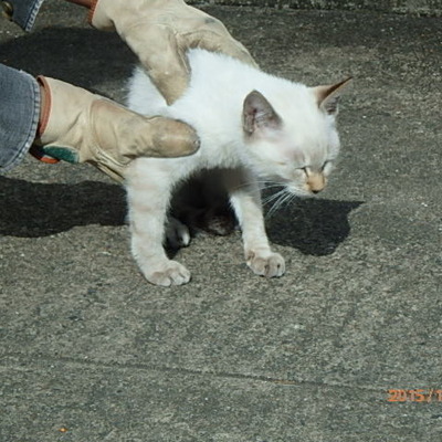 福岡県動物愛護センターNo.6305