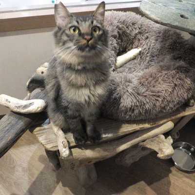 東部動物愛護管理センターc4860