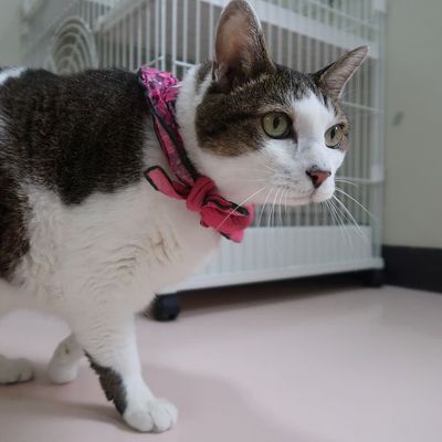 東部動物愛護管理センターc4833