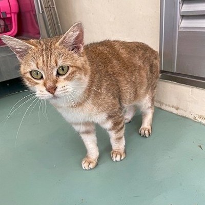 北九州市保健福祉局保健医療部動物愛護センターB25043