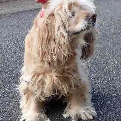 東部動物愛護管理センターd1838