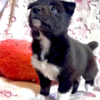 北九州市保健福祉局保健医療部動物愛護センターA25141