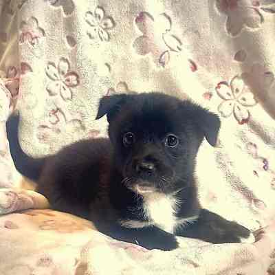 北九州市保健福祉局保健医療部動物愛護センターA25142