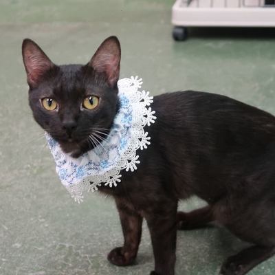 東部動物愛護管理センターc4837