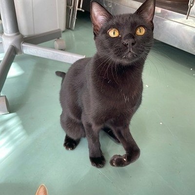 北九州市保健福祉局保健医療部動物愛護センターB25037