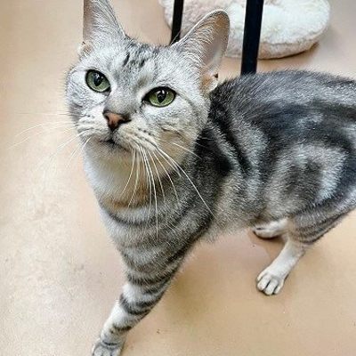 北九州市保健福祉局保健医療部動物愛護センターB25054