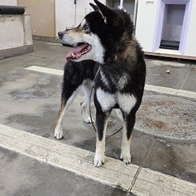 東部動物愛護管理センターd1840