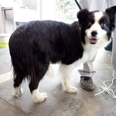 東部動物愛護管理センターd1843