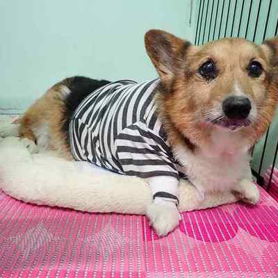 東部動物愛護管理センターd1844