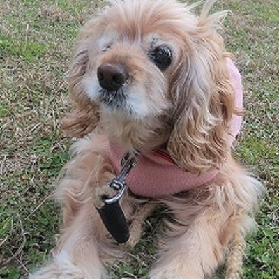 東部動物愛護管理センターd1838