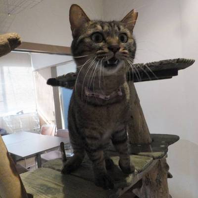 東部動物愛護管理センターc4861