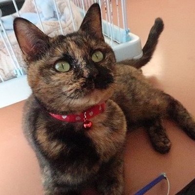 東部動物愛護管理センターc4852